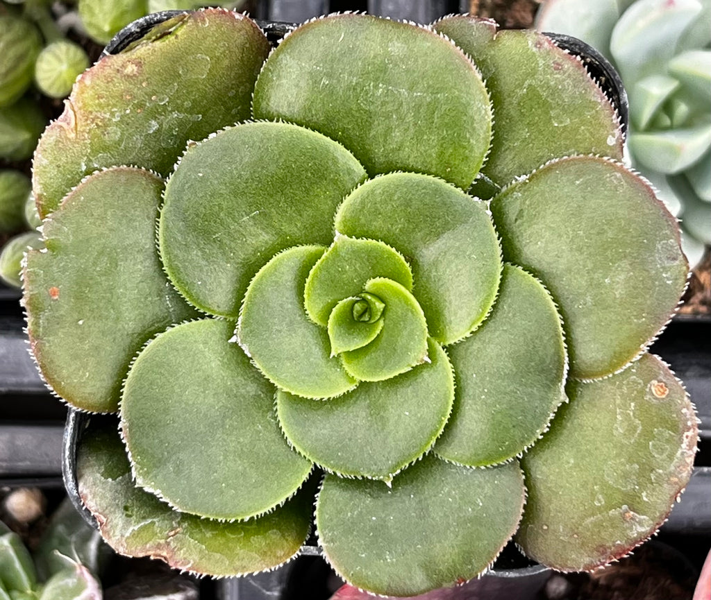 Aeonium Undulatum