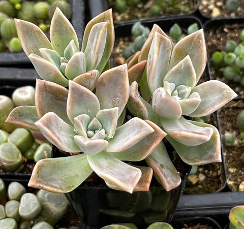 Graptopetalum Paraguayense