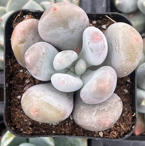 moonstone succulents Moonstones Pachyphytum