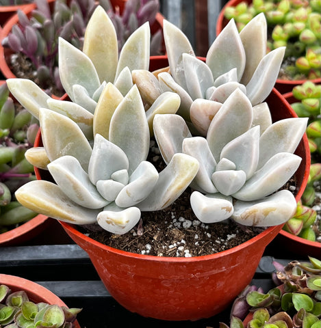 Graptopetalum Paraguayense