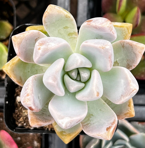 Graptosedum Ghosty