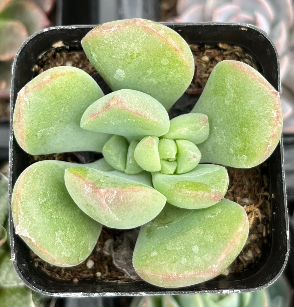 Echeveria Green Rosette