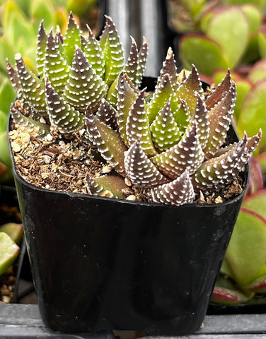 Haworthia Kingiana