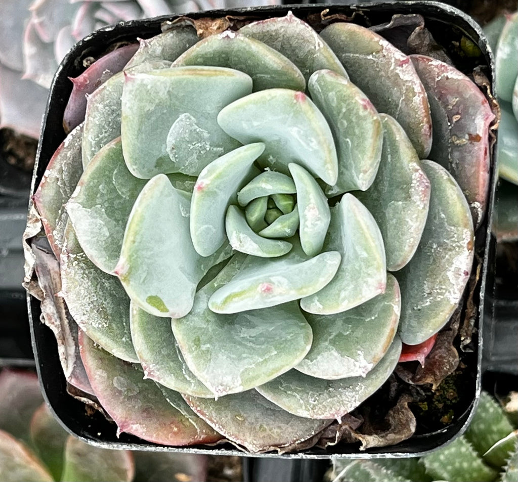 pinwheel succulent Echeveria Pinwheel