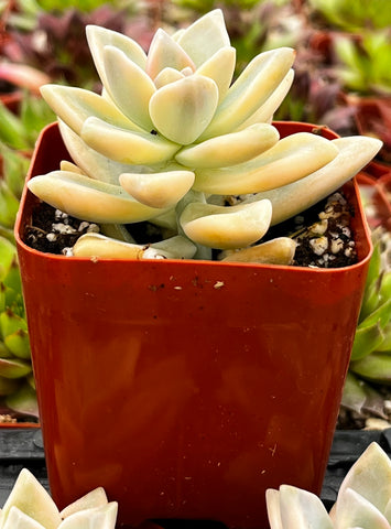 variegated ghost plant succulent Variegated Ghost Plant