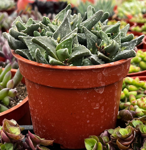 Faucaria Tigrina