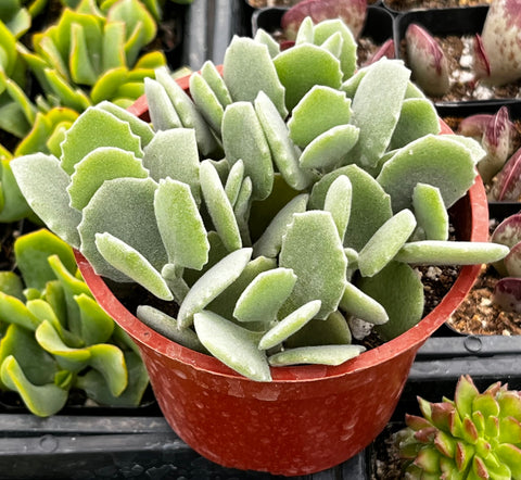 Kalanchoe Milottii