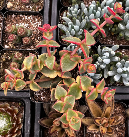 crassula calico kitten succulent Variegated Crassula Calico Kitten