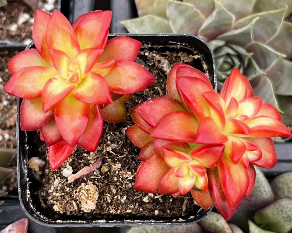 Sedum Shooting Stars