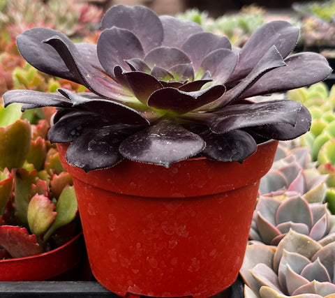 succulent plant black rose Buy Aeonium Black Rose Zwartkop
