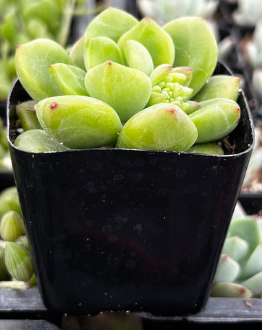 Sedum ‘Alice Evans’