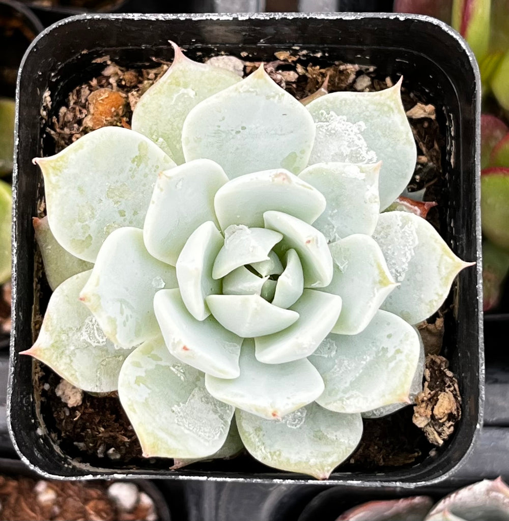 Echeveria Blue Rose