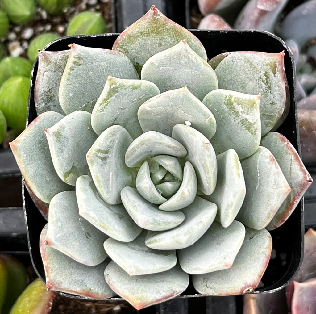 white succulent plants Echeveria White Rose