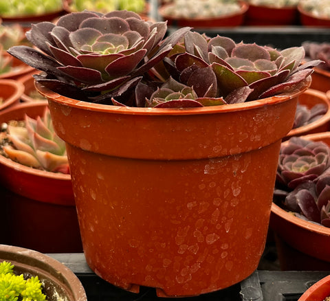 Aeonium Velvour