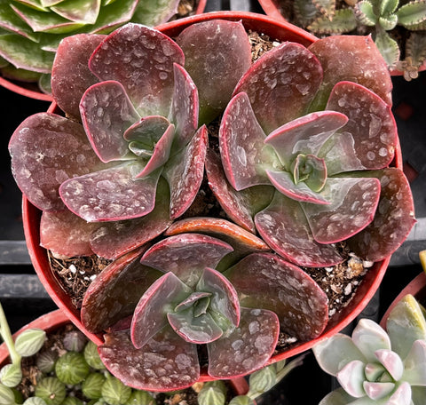 Echeveria Red Baron