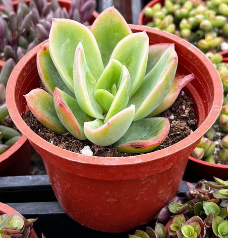 Echeveria Golden Glow