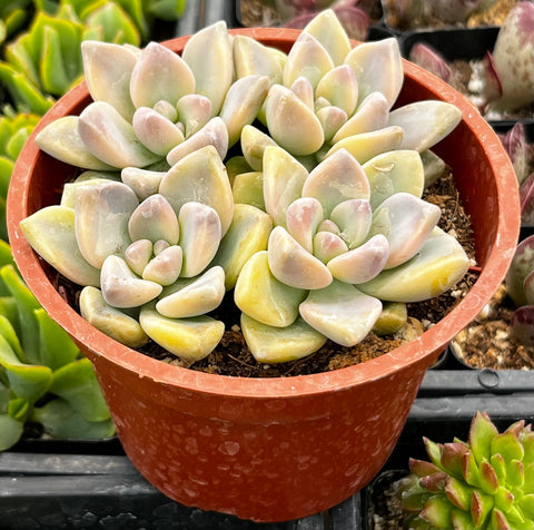 Variegated Ghost Plant