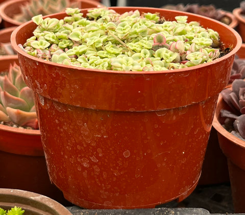 Sedum Little Missy