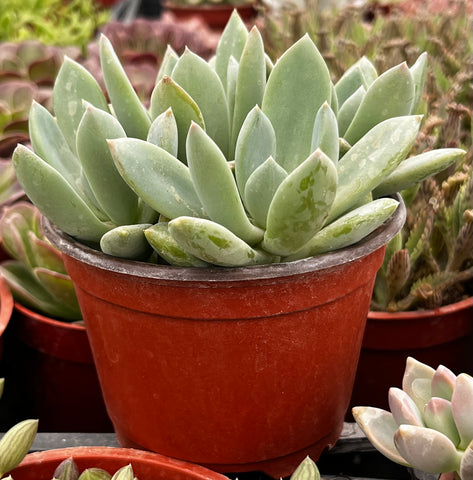 Graptoveria 'Grim One'
