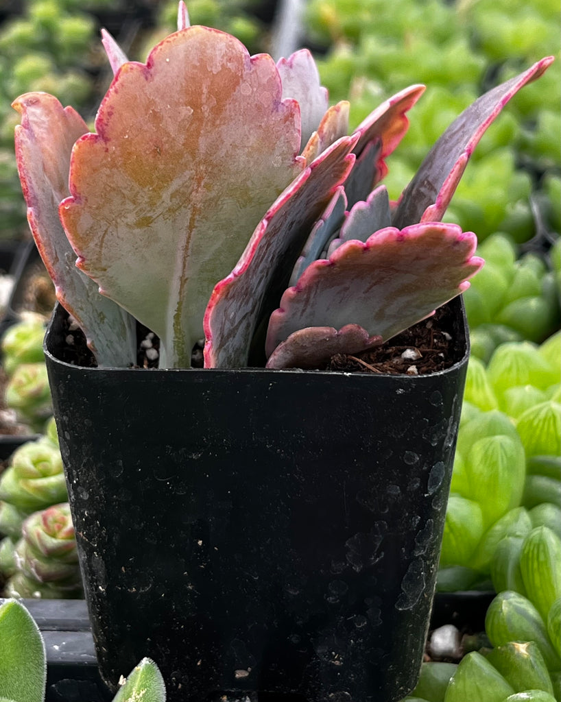variegated flapjack succulent Variegated Flapjack