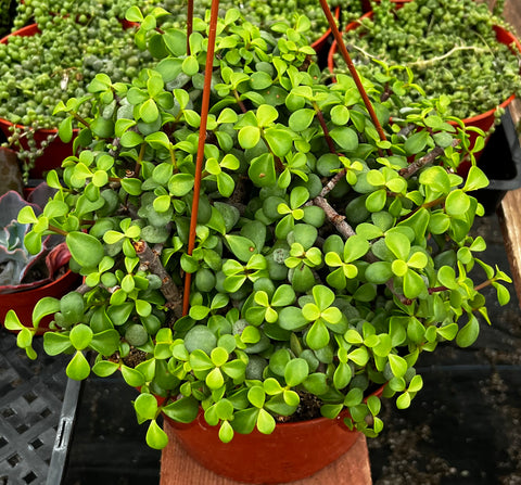 Hanging Portulacaria Afra 8