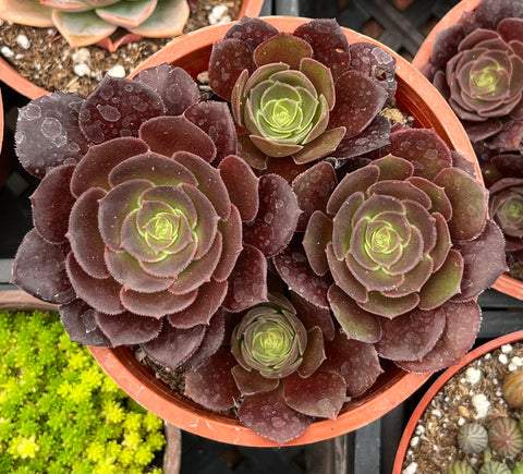 Aeonium Velvour