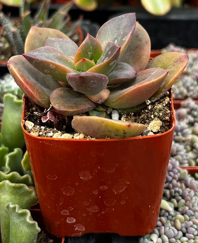 chroma succulent care Echeveria Chroma