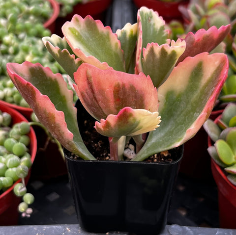Variegated Kalanchoe Sexangularis