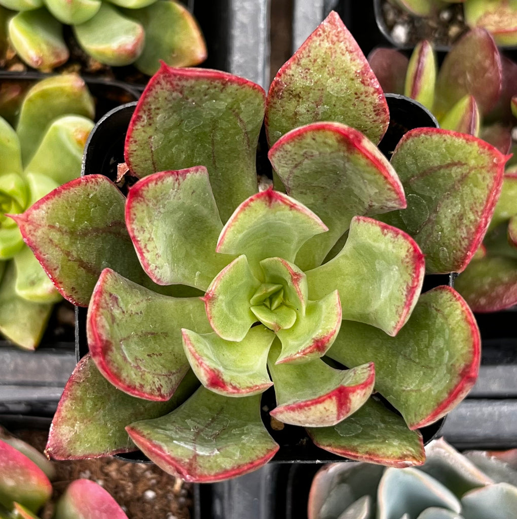 Echeveria Ana Lu