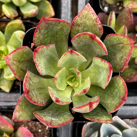 Echeveria Ana Lu