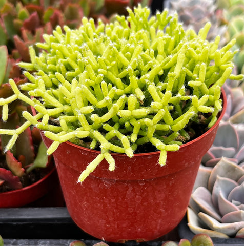succulent that looks like green coral Rhipsalis Cereuscula