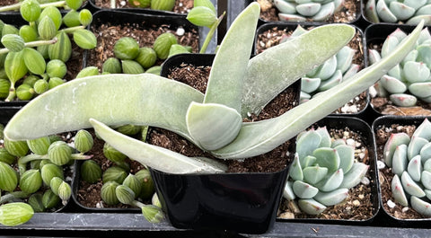 Crassula Falcata