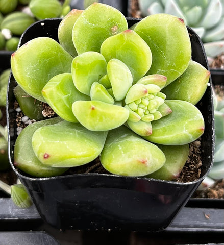 Sedum ‘Alice Evans’