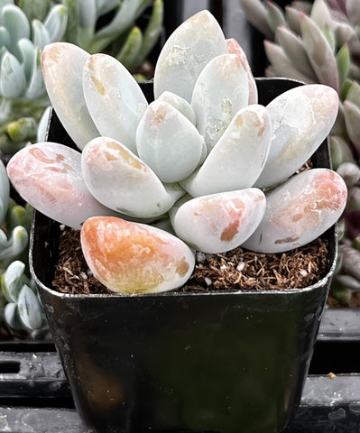 blue haze succulent care Pachyphytum Blue Haze