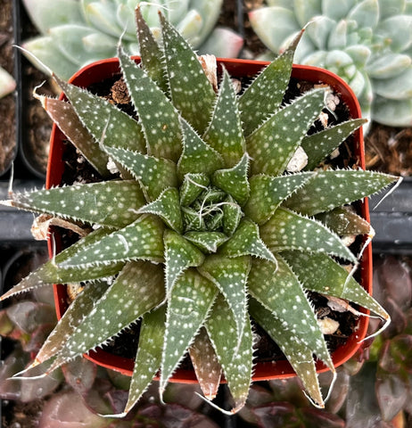 lowe's aloe vera plant Lance Aloe