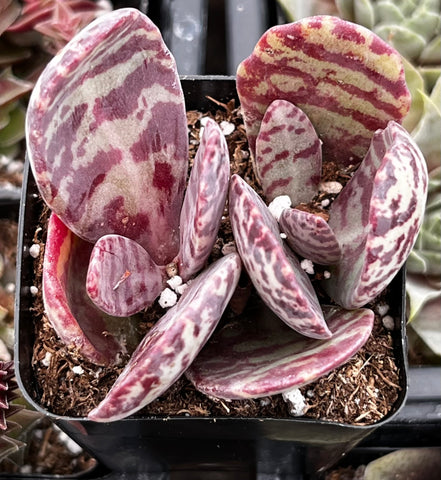 succulent with purple stripes Kalanchoe Humilis Desert Surprise
