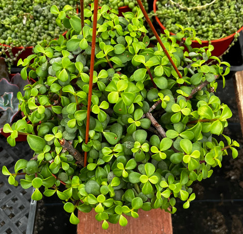 Hanging Portulacaria Afra 8