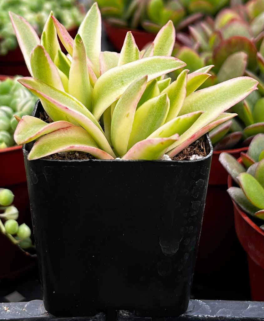 Variegated Crassula Campfire
