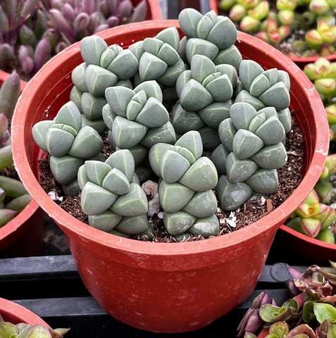 Ice Plant Corpuscularia Lehmannii