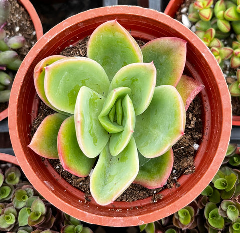 Echeveria Golden Glow