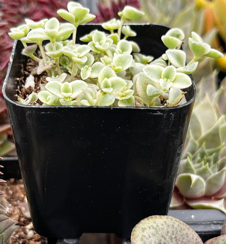 sedum little missy succulent Sedum Little Missy