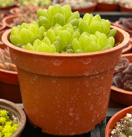 Haworthia Cymbiformis Var Obtusa