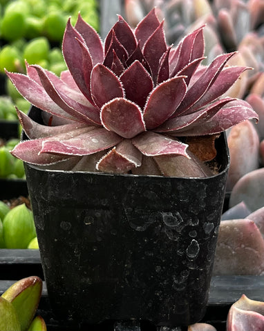 lion brand succulent Sempervivum Red Lion