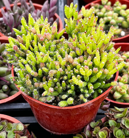 Hatiora Salicornioides