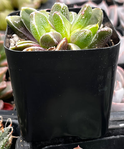 Faumatium Hybrid