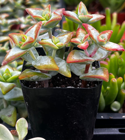 high voltage succulent Crassula High Voltage