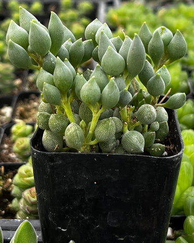 string of tears succulent plant String of Tears