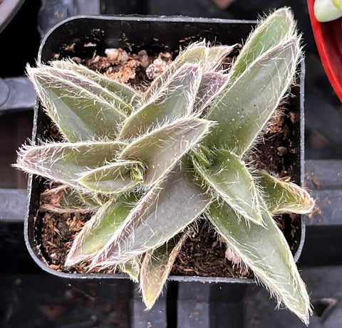 kitten ear succulent Kitten Ears Cyanotis Somaliensis