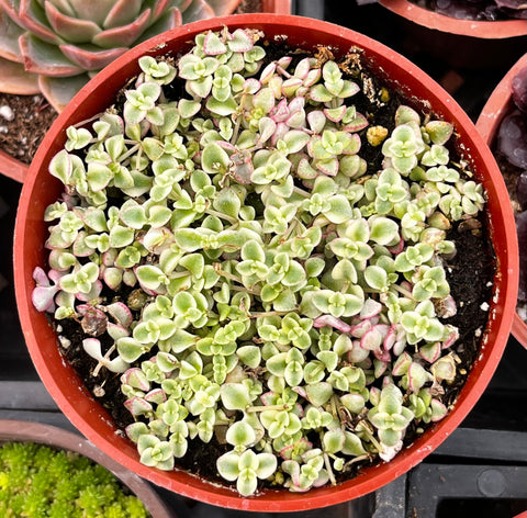 Sedum Little Missy