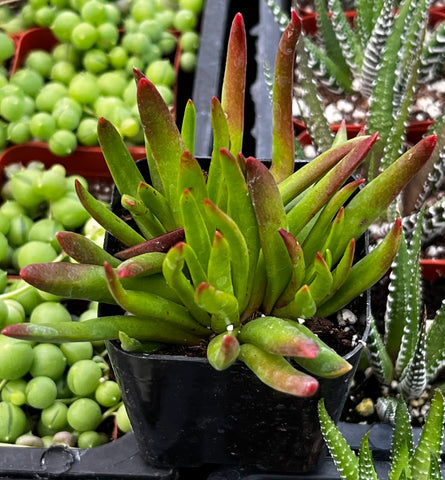 Crassula Devil's Horns